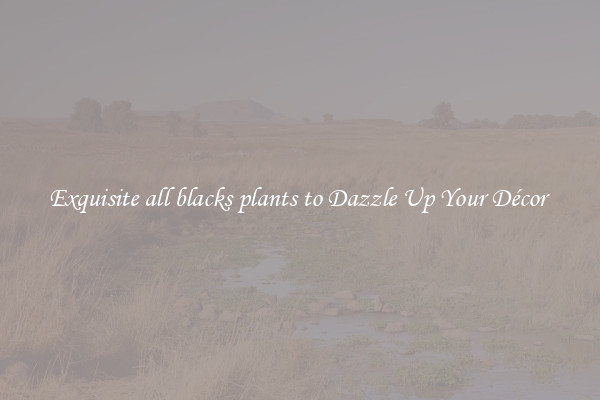 Exquisite all blacks plants to Dazzle Up Your Décor 